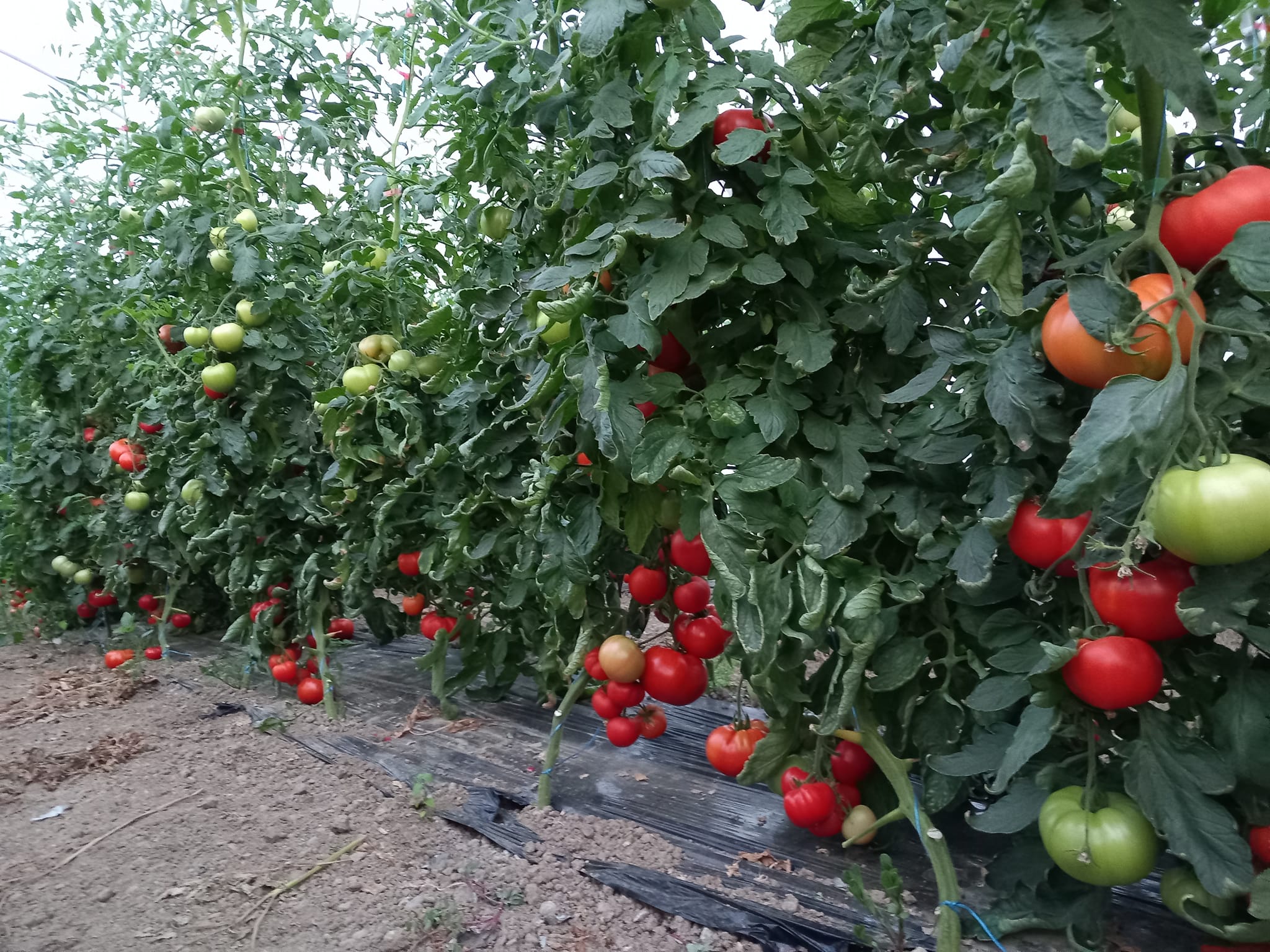 Danciu C Daniel: 4 culturi in acelasi solar