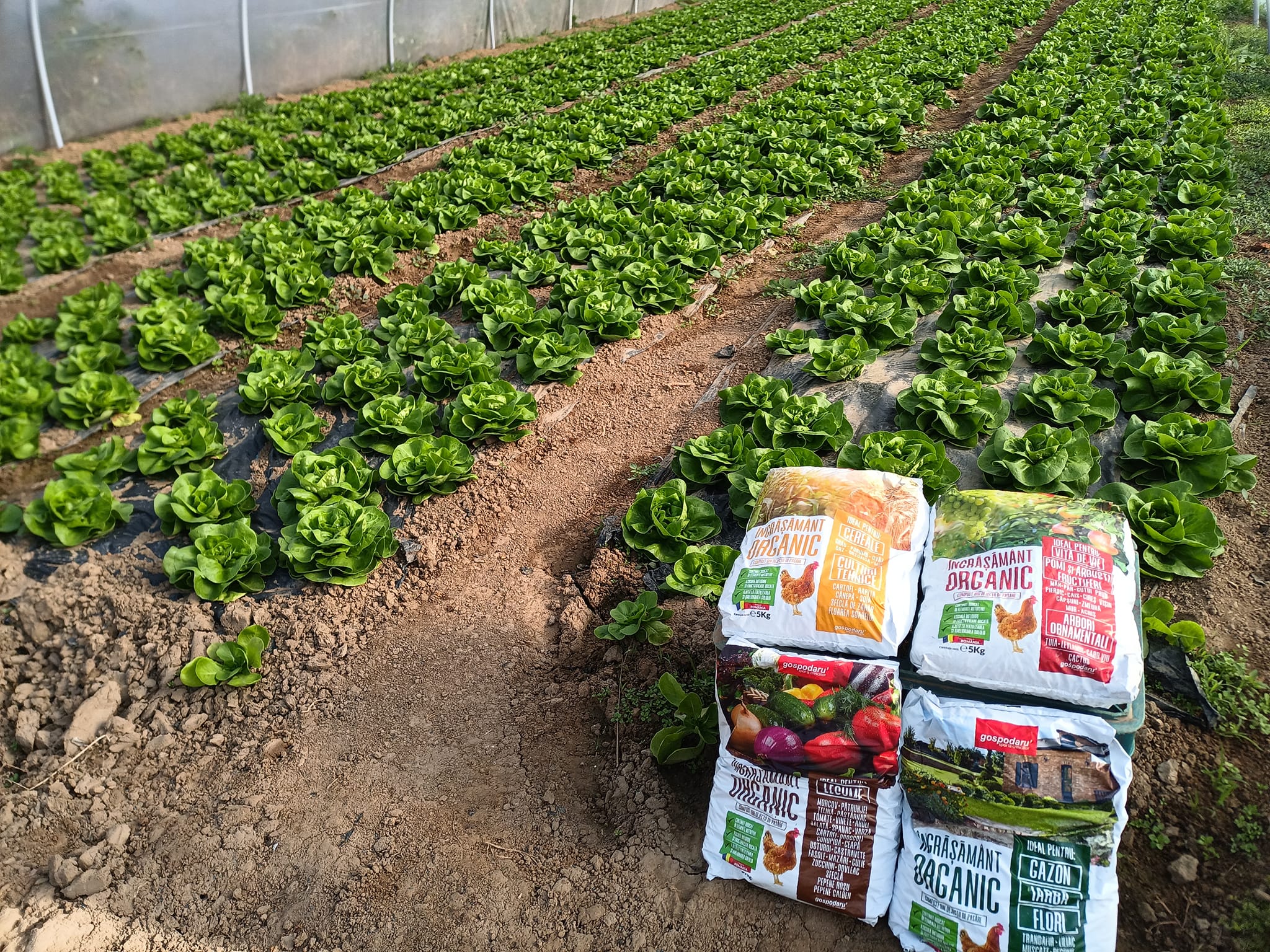 Danciu C Daniel: Am folosit doar îngrășământ organic